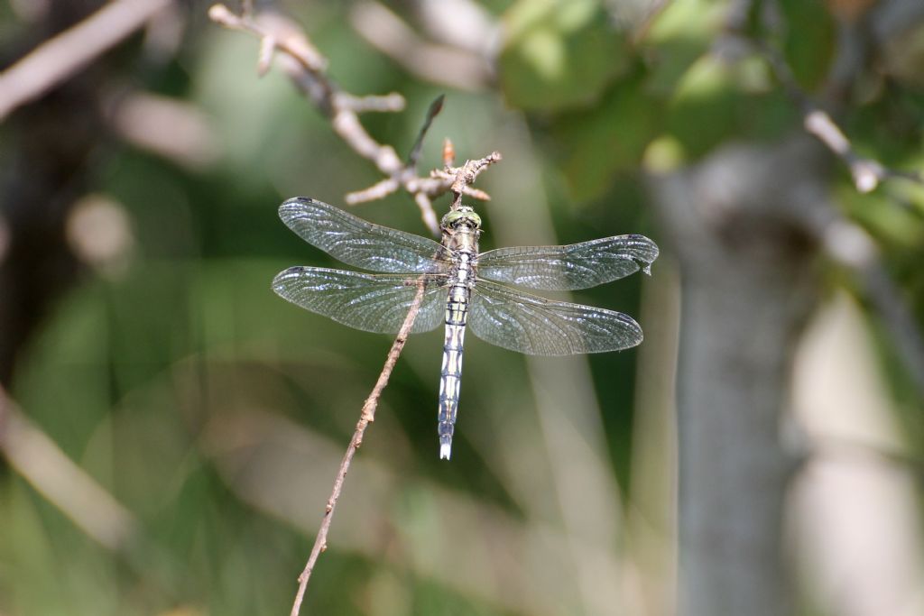 Orthetrum albistylum femmina?